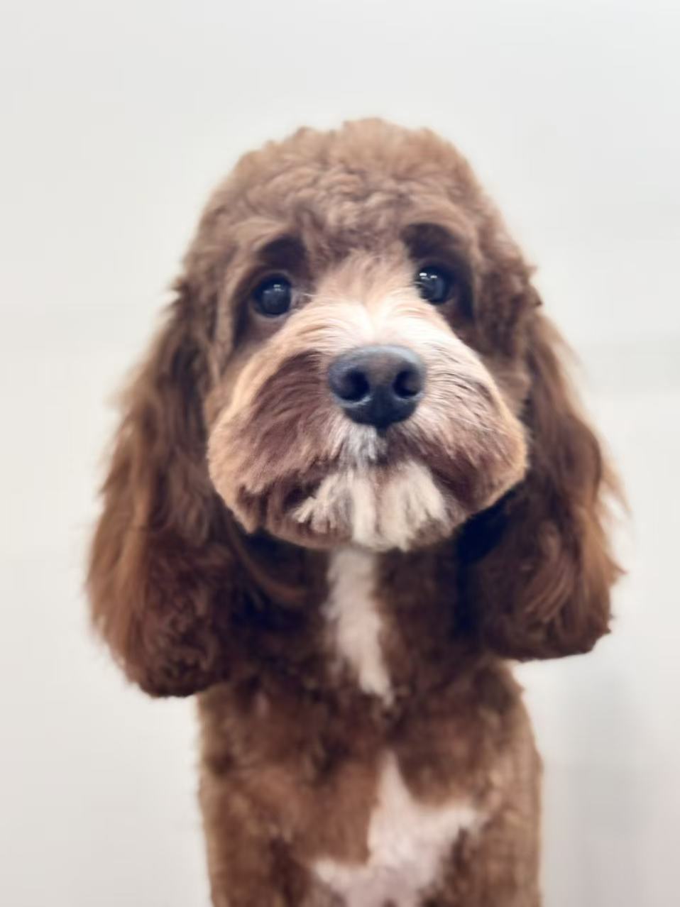 Poodle receiving expert grooming in Newmarket, ON