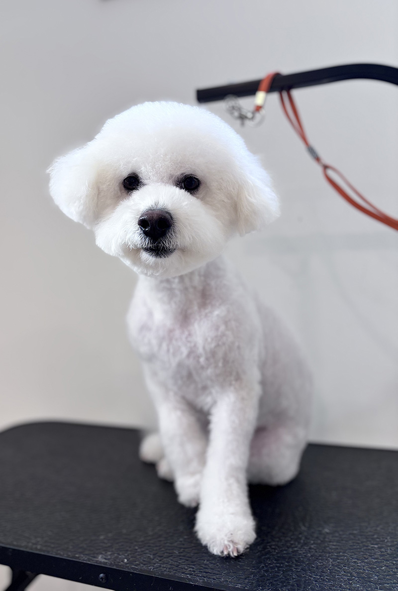 Bichon Frise full haircut and bath service