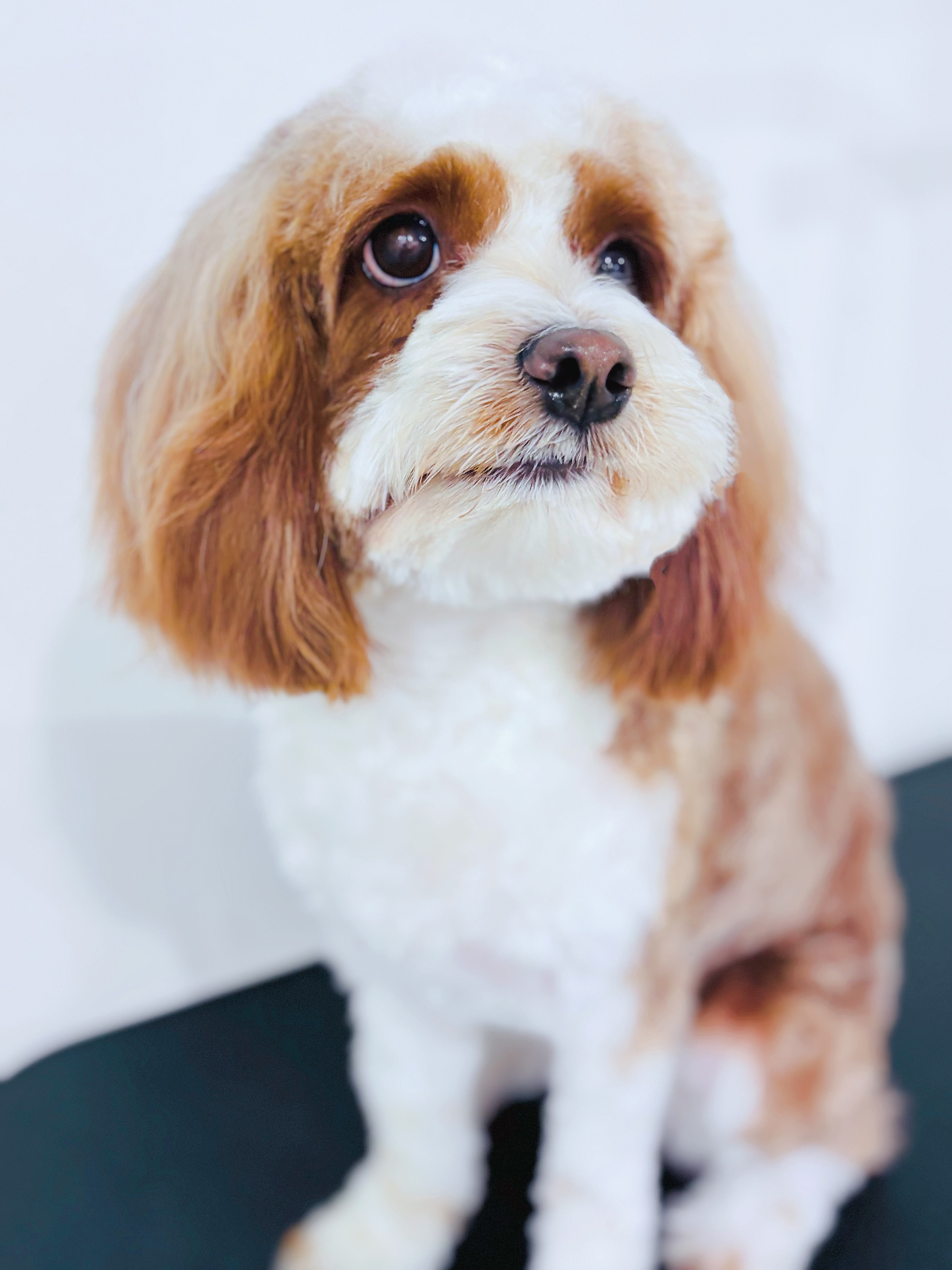 Groomed toy poodle after a spa session