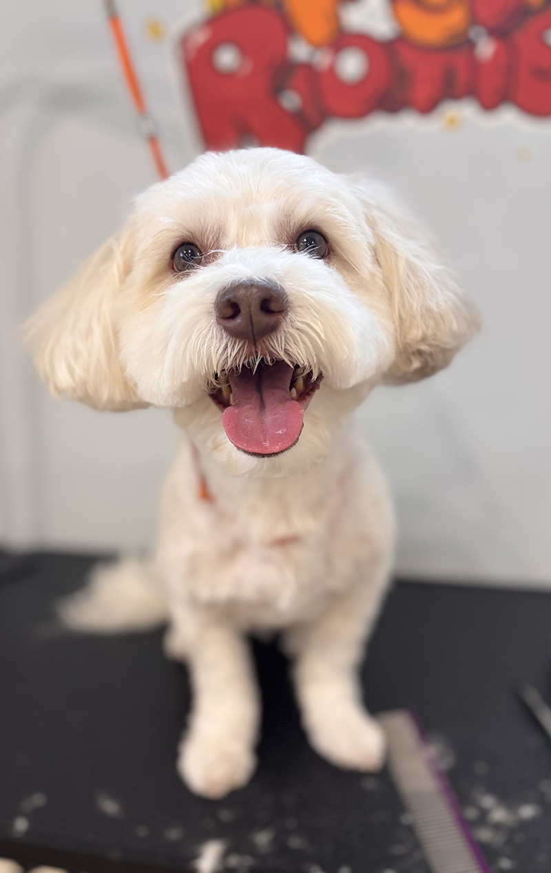 Gentle dog grooming for miniature poodle