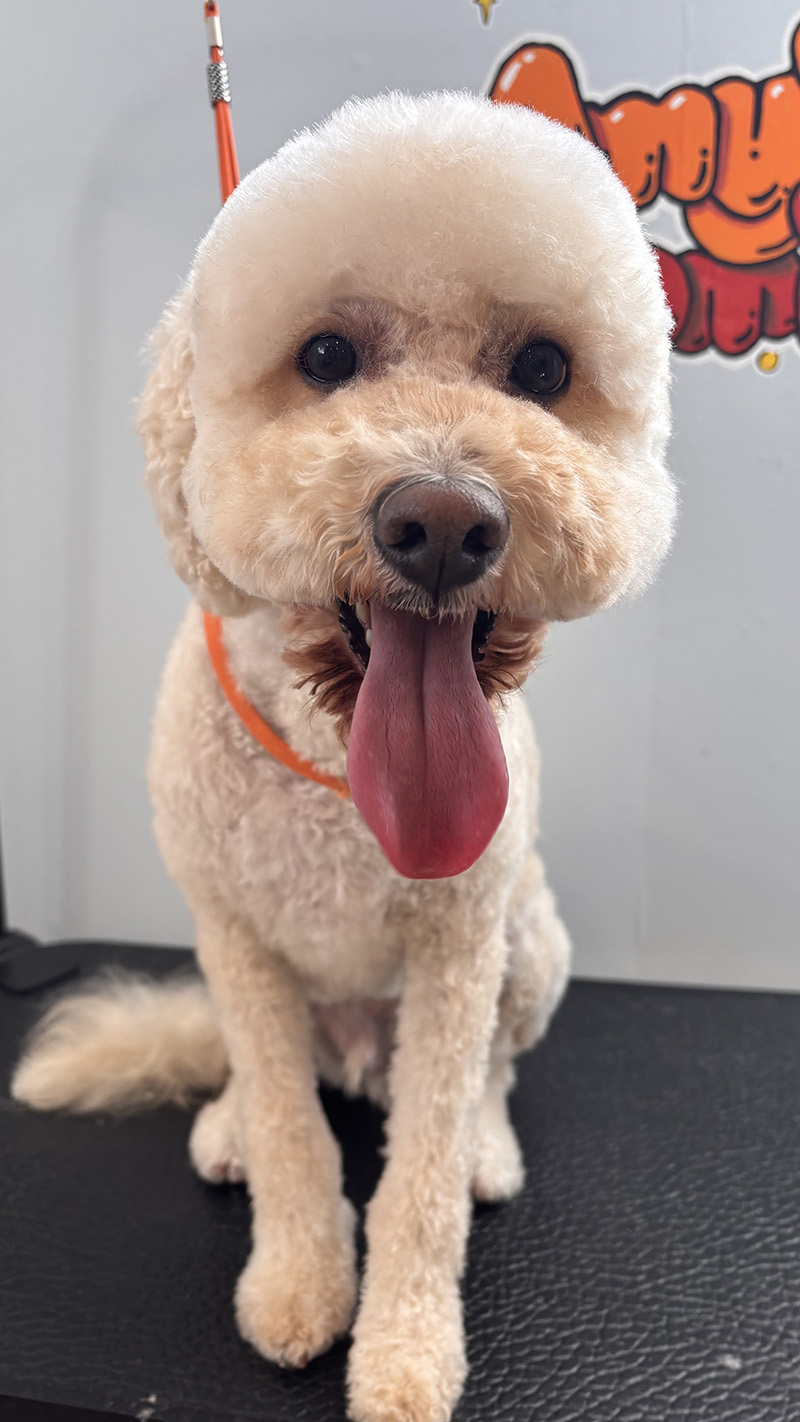 Poodle post-grooming finish in Newmarket