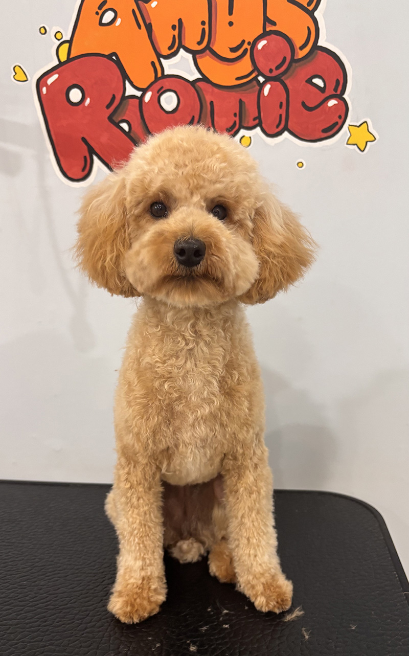 Poodle dog receiving bath and sanitary trim