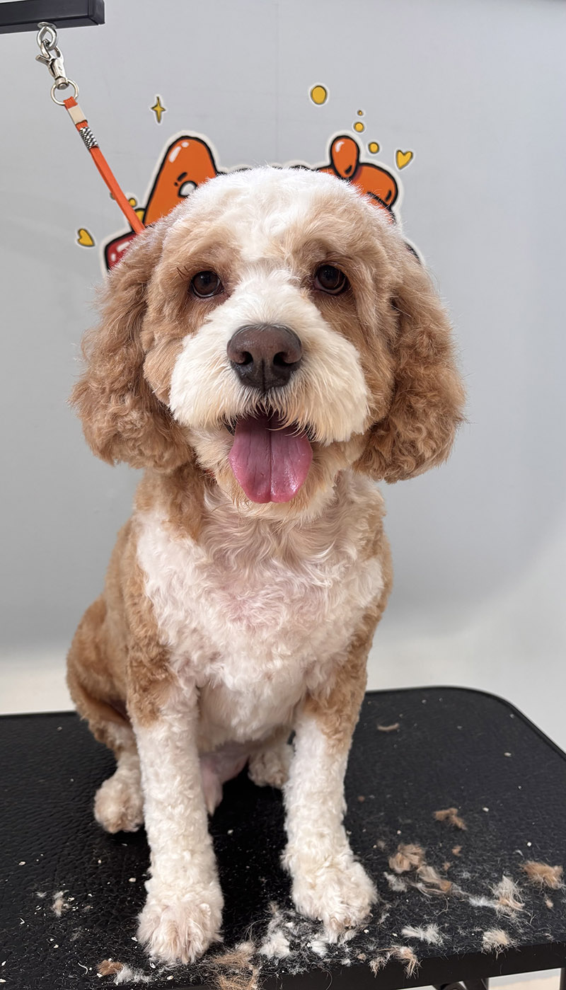 Happy Poodle after professional haircut service