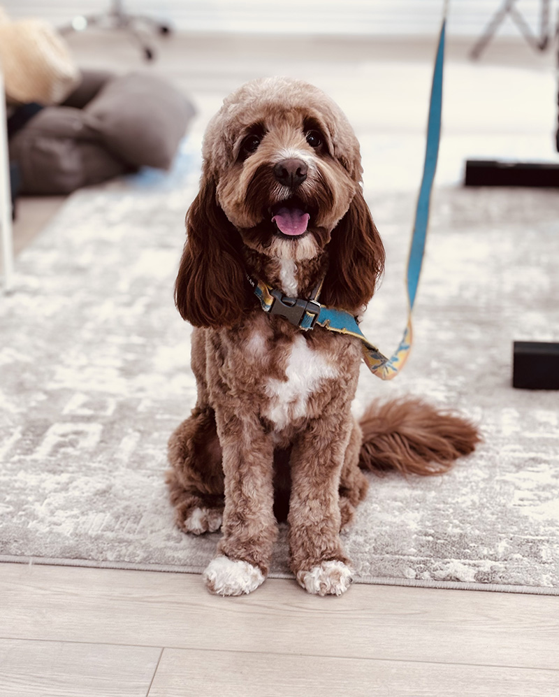Poodle coat brush out and styling