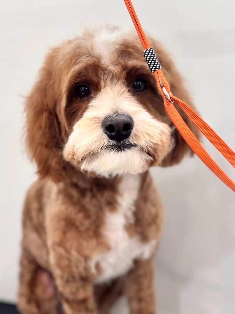 Custom breed haircut on a Poodle client