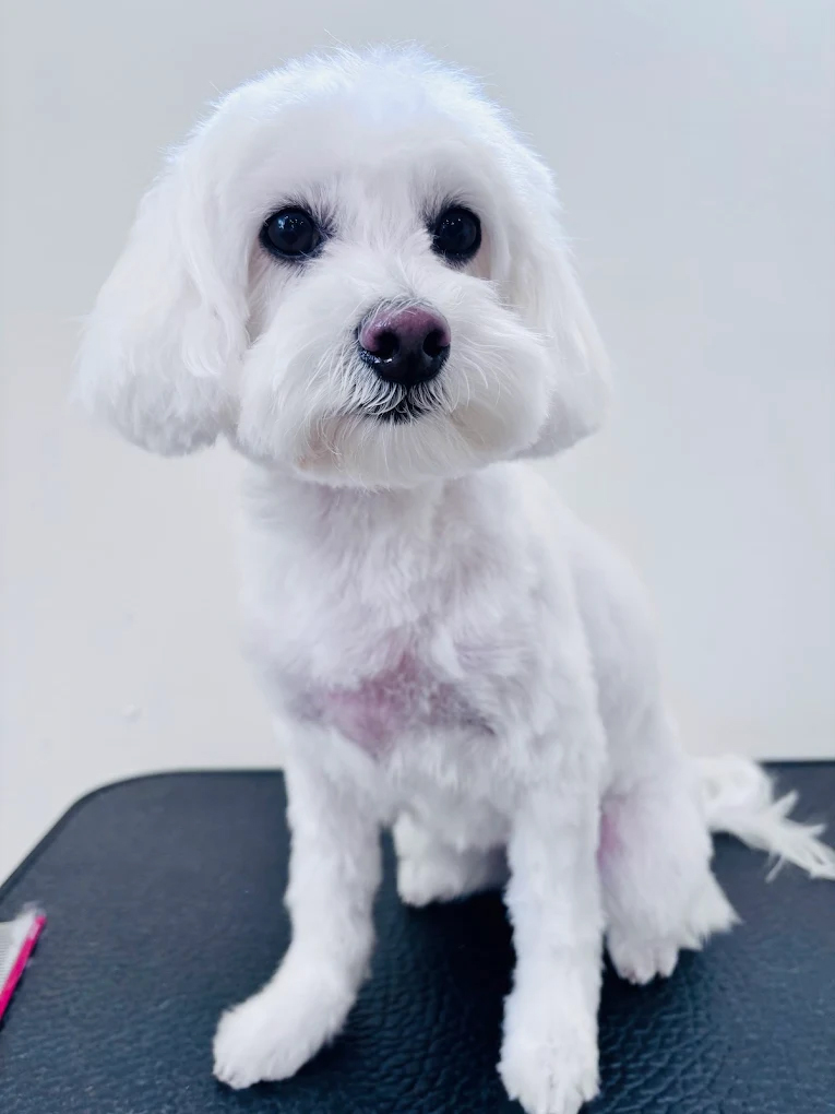 Clean and trimmed Maltese dog after grooming
