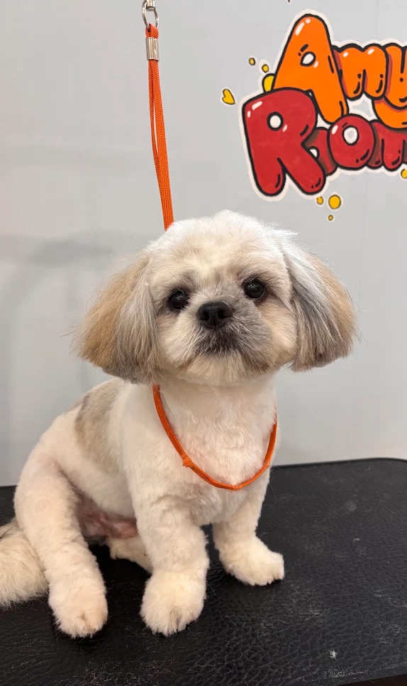 Shih Tzu showing off fresh haircut