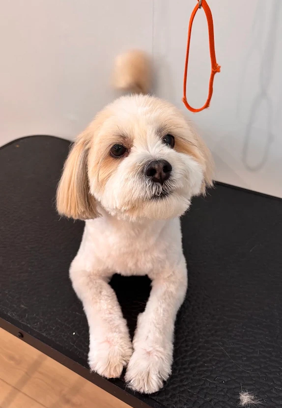 Shih Tzu dog after bath and face trimming treatment