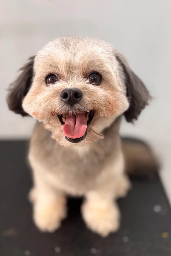Shih Tzu pet styling service in Newmarket