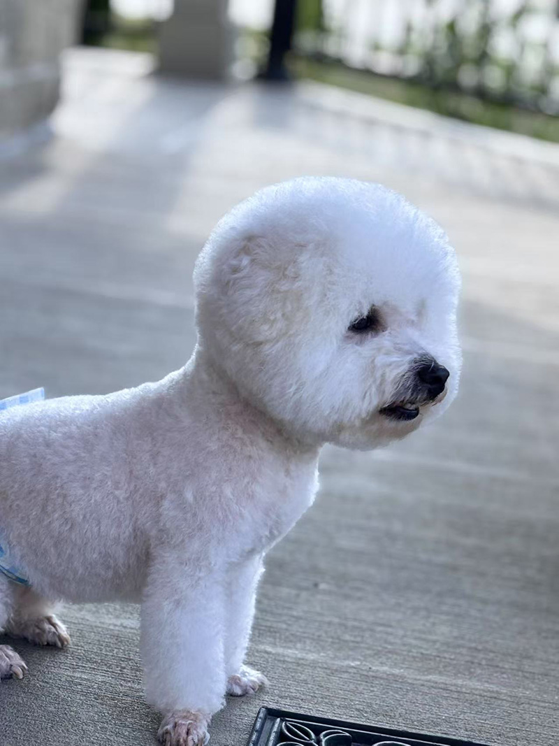 Bichon Frise after a full grooming treatment