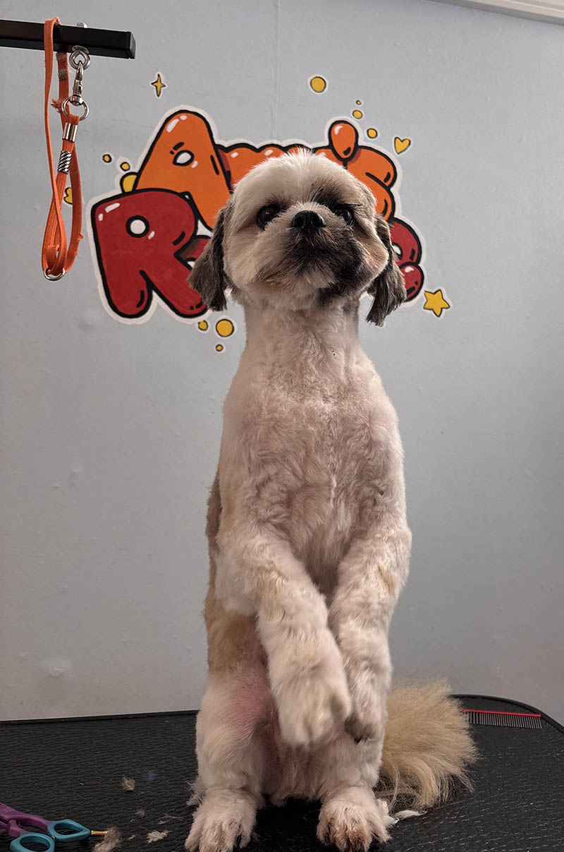 Shih Tzu after a full grooming treatment