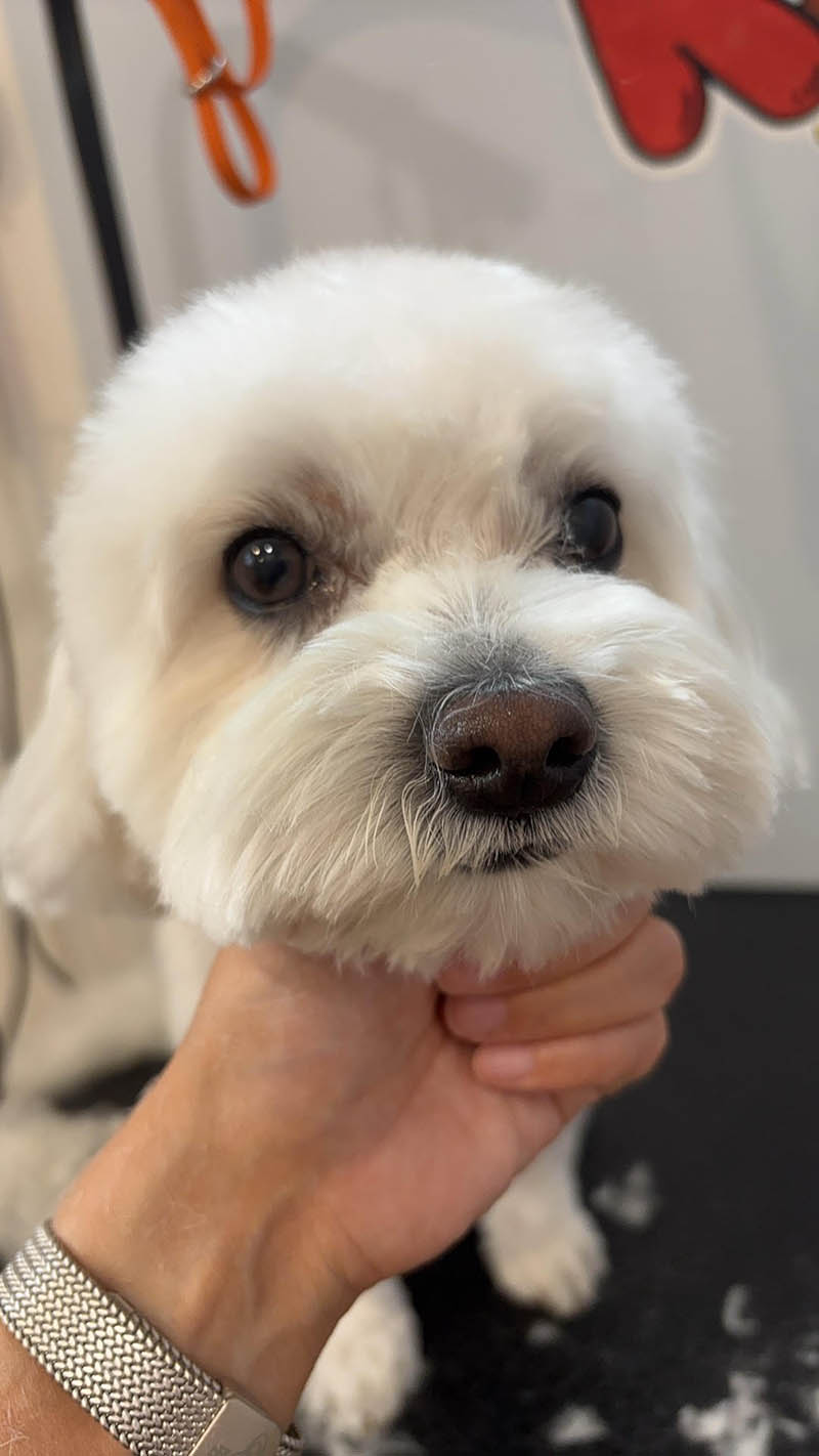 Clean and trimmed Maltese dog after grooming