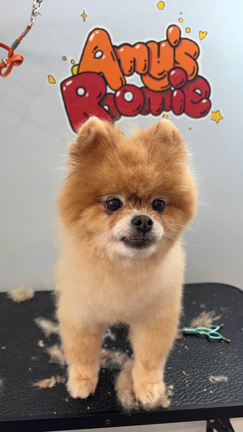 Clean and trimmed Pomeranian dog after grooming