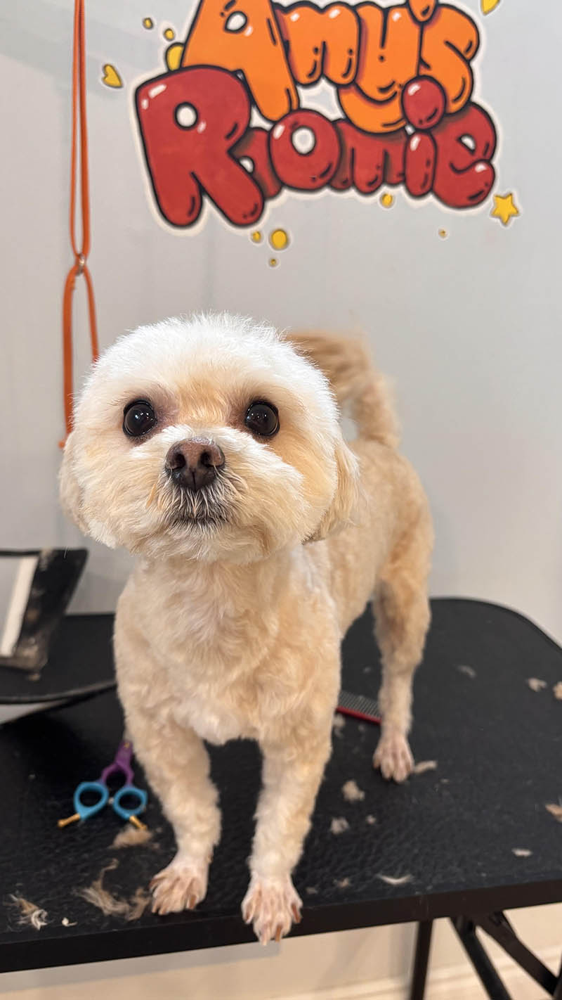 Clean and trimmed Maltipoo dog after grooming
